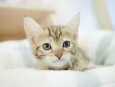 マンチカン(長足)【千葉県・女の子・2024年12月31日・ブラウンタビー】の写真2「🐱複数頭の見学も可能🐱きょうだいや他のネコちゃんも見れます」