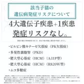 ラグドール【千葉県・女の子・2025年6月6日・ブルーポイントバイカラー】の写真2「4大遺伝子疾患+1疾患発症リスクなし🐱✨」