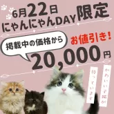 マンチカン(短足)【千葉県・男の子・2025年3月21日・シルバータビー】の写真2「にゃんにゃんDAY 🐱【子猫特別割引き】🌼」