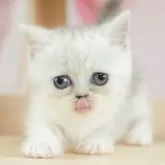 ミヌエット(短足)【千葉県・女の子・2024年12月19日・シルバーパッチドタビー&ホワイト】の写真2「🐱複数頭の見学も可能🐱きょうだいや他のネコちゃんも見れます」