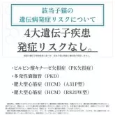 ラガマフィン【千葉県・女の子・2025年4月18日・シルバーパッチドタビー】の写真2「4大遺伝子疾患発症リスクなし🐱✨」