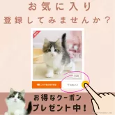 ノルウェージャンフォレストキャット【千葉県・女の子・2025年4月13日・ブルータビー&ホワイト】の写真2「最新の猫ちゃんの情報・お知らせをいち早くゲットしませんか？🐱🌼」
