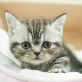 ミヌエット×アメリカンショートヘア【千葉県・男の子・2024年12月16日・シルバータビー】の写真2「🐱複数頭の見学も可能🐱きょうだいや他のネコちゃんも見れます」