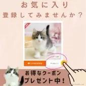 マンチカン(短足)【千葉県・男の子・2025年6月28日・ブラウンタビー】の写真2「最新の猫ちゃんの情報・お知らせをいち早くゲットしませんか？🐱🌼」