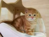 マンチカン(長足)【千葉県・男の子・2025年5月30日・レッドタビー】の写真3「🐱複数頭の見学も可能🐱兄弟や他のネコちゃんも見れます💛」