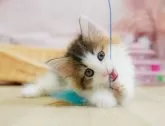 ノルウェージャンフォレストキャット【千葉県・女の子・2025年3月29日・キャリコ】の写真3「🐱複数頭の見学も可能🐱兄弟や他のネコちゃんも見れます💛」