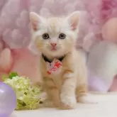 アメリカンショートヘア【千葉県・男の子・2025年10月8日・レッドタビー】の写真3「🐱複数頭の見学も可能🐱兄弟や他のネコちゃんも見れます💛」