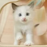ラグドール【千葉県・女の子・2025年6月6日・ブルーポイントバイカラー】の写真3「🐱複数頭の見学も可能🐱兄弟や他のネコちゃんも見れます💛」