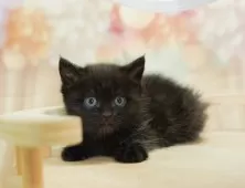 ミヌエット(長足)【千葉県・女の子・2025年6月17日・ブラックスモーク】の写真3「🐱複数頭の見学も可能🐱兄弟や他のネコちゃんも見れます💛」