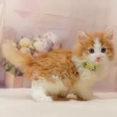 ノルウェージャンフォレストキャット【千葉県・男の子・2025年10月25日・レッドタビー&ホワイト】の写真3「🐱複数頭の見学も可能🐱兄弟や他のネコちゃんも見れます💛」