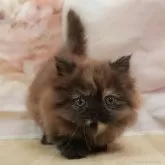 ミヌエット(短足)【千葉県・女の子・2025年7月29日・トーティ】の写真3「🐱複数頭の見学も可能🐱兄弟や他のネコちゃんも見れます💛」