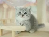 ミヌエット(長足)【千葉県・女の子・2025年4月5日・ブルータビー】の写真3「🐱複数頭の見学も可能🐱兄弟や他のネコちゃんも見れます💛」