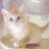 マンチカン(長足)【千葉県・男の子・2025年9月4日・レッドタビー】の写真3「🐱複数頭の見学も可能🐱兄弟や他のネコちゃんも見れます💛」