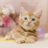 マンチカン(短足)【千葉県・男の子・2025年10月19日・レッドタビー】の写真3「🐱複数頭の見学も可能🐱兄弟や他のネコちゃんも見れます💛」