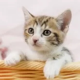 マンチカン(長足)【千葉県・男の子・2025年7月31日・ブラウンタビー&ホワイト】の写真3「🐱複数頭の見学も可能🐱兄弟や他のネコちゃんも見れます💛」