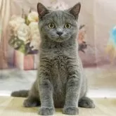 ブリティッシュショートヘア【千葉県・男の子・2025年3月8日・ブルータビー】の写真3「🐱複数頭の見学も可能🐱兄弟や他のネコちゃんも見れます💛」