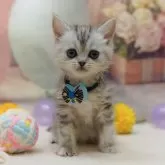 マンチカン(長足)【千葉県・女の子・2025年9月26日・シルバーパッチドタビー】の写真4「💉全頭健康診断実施済み💉毎週専属の獣医師がネコちゃんの体調チェックをしています」