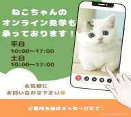ノルウェージャンフォレストキャット【千葉県・女の子・2025年3月26日・ブラウンタビー&ホワイト】の写真6「スマホ・パソコンから簡単アクセス📱自宅から気軽に🏠オンライン見学できます📱✨」