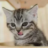 マンチカン(短足)【千葉県・男の子・2025年6月28日・ブラウンタビー】の写真4「💉全頭健康診断実施済み💉毎週専属の獣医師がネコちゃんの体調チェックをしています」