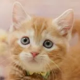 マンチカン(短足)【千葉県・男の子・2025年10月19日・レッドタビー】の写真4「💉全頭健康診断実施済み💉毎週専属の獣医師がネコちゃんの体調チェックをしています」