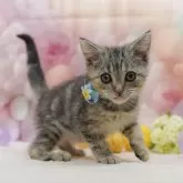 アメリカンショートヘア【千葉県・女の子・2025年9月14日・シルバーパッチドタビー】の写真4