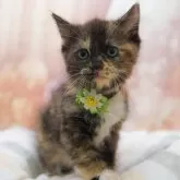 マンチカン(長足)【千葉県・女の子・2025年10月6日・ブラウンパッチドタビー&ホワイト】の写真5「平日お迎えキャンペーン開催中🌸＼今なら5,000円OFF！／」