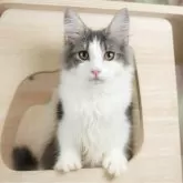 ノルウェージャンフォレストキャット【千葉県・男の子・2025年6月20日・ブルー&ホワイト】の写真5