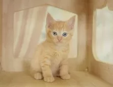 マンチカン(長足)【千葉県・男の子・2025年9月4日・レッドタビー】の写真5「平日お迎えキャンペーン開催中🌸＼今なら5,000円OFF！／」