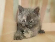 マンチカン(長足)【千葉県・女の子・2025年8月24日・ブルークリーム】の写真5「平日お迎えキャンペーン開催中🌸＼今なら5,000円OFF！／」