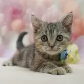 アメリカンショートヘア【千葉県・女の子・2025年9月14日・シルバーパッチドタビー】の写真5