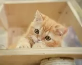 ミヌエット(短足)【千葉県・男の子・2025年7月27日・レッドタビー】の写真5「平日お迎えキャンペーン開催中🌸＼今なら5,000円OFF！／」