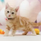 アメリカンショートヘア【千葉県・男の子・2025年9月14日・レッドタビー】の写真5「平日お迎えキャンペーン開催中🌸＼今なら5,000円OFF！／」