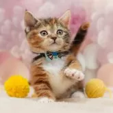 マンチカン(短足)【千葉県・女の子・2025年10月19日・ブラウンパッチドタビー&ホワイト】の写真5「平日お迎えキャンペーン開催中🌸＼今なら5,000円OFF！／」