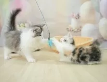 ノルウェージャンフォレストキャット【千葉県・男の子・2024年12月8日・シルバータビー&ホワイト】の写真6