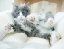 ノルウェージャンフォレストキャット【千葉県・男の子・2025年1月2日・ブルー&ホワイト】の写真12「全部屋個室！ご家族でゆっくりと見学いただけます💕」