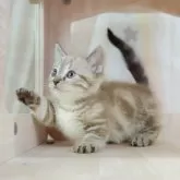 マンチカン(短足)【千葉県・男の子・2025年3月21日・シルバータビー】の写真7「🛫遠方の方はご自宅からオンライン見学も可能です🚄」