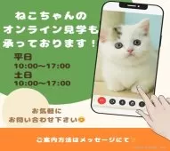 ラグドール【千葉県・女の子・2025年6月6日・シールポイントバイカラー】の写真7「スマホ・パソコンから簡単アクセス📱自宅から気軽に🏠オンライン見学できます📱✨」