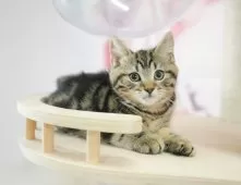 スコティッシュフォールド(立ち耳)【千葉県・男の子・2025年2月3日・ブラウンタビー】の写真7「🐱複数頭の見学も可能🐱きょうだいや他のネコちゃんも見れます」
