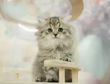 ミヌエット(長足)【千葉県・女の子・2024年11月14日・ブラウンタビー】の写真7「(生後50日)」