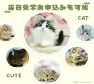 ノルウェージャンフォレストキャット【千葉県・男の子・2025年10月25日・レッドタビー&ホワイト】の写真8「「今日行きたい！」その気持ち、大歓迎🌸当日の見学お申し込みもOKです！お気軽にご連絡ください🐱」