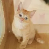 マンチカン(長足)【千葉県・男の子・2025年9月4日・レッドタビー】の写真9「🌟全頭総額表示🌟接種済ワクチン代・マイクロチップ代・健康診断料込」