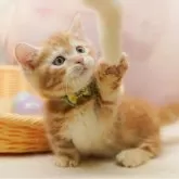 マンチカン(短足)【千葉県・男の子・2025年10月19日・レッドタビー】の写真9「🌟全頭総額表示🌟接種済ワクチン代・マイクロチップ代・健康診断料込」