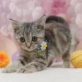 アメリカンショートヘア【千葉県・女の子・2025年9月14日・シルバーパッチドタビー】の写真9「🌟全頭総額表示🌟接種済ワクチン代・マイクロチップ代・健康診断料込」