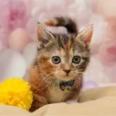 マンチカン(短足)【千葉県・女の子・2025年10月19日・ブラウンパッチドタビー&ホワイト】の写真9「🌟全頭総額表示🌟接種済ワクチン代・マイクロチップ代・健康診断料込」