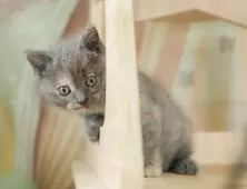 マンチカン(長足)【千葉県・女の子・2025年8月24日・ブルークリーム】の写真9「🌟全頭総額表示🌟接種済ワクチン代・マイクロチップ代・健康診断料込」