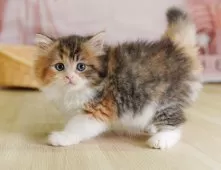 ミヌエット(長足)【千葉県・女の子・2025年7月23日・ブラウンパッチドタビー&ホワイト】の写真9「🌟全頭総額表示🌟接種済ワクチン代・マイクロチップ代・健康診断料込」