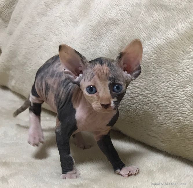 三毛猫のオスです。ビックリです。｜佐藤　正仁(さとう　まさひと)ブリーダー(滋賀県・スフィンクス・TCC登録)の紹介写真3