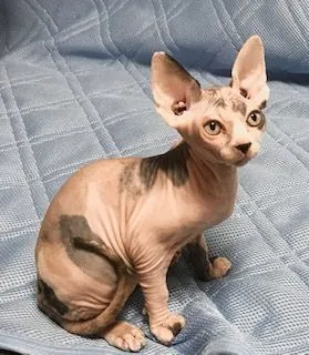 ID:2011-01680の子猫