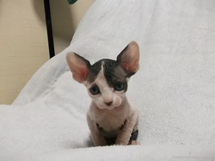 ID:1707-00698の子猫