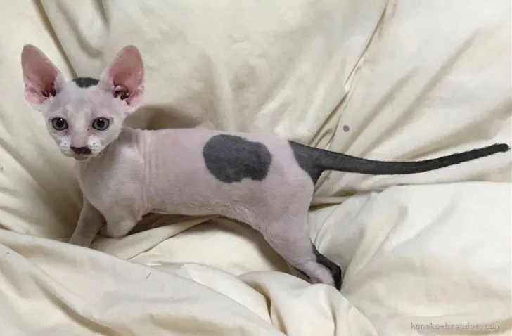 ID:2108-01141の子猫